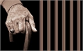 پیرترین زندانی غیرعمد در همدان 86 سال دارد